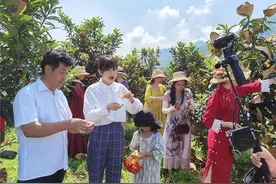 浦江：主播帮忙卖滞销的枇杷 24小时卖出3千斤图片