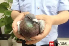 信鸽大闹居民家被“扭送”派出所，民警悉心照料还广发“寻主启事”图片
