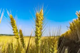 老家故事｜风吹麦浪图片