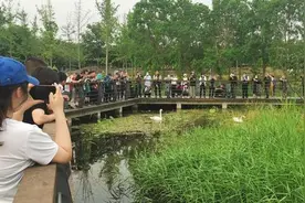 郑州网红天鹅遛娃萌萌哒 网友呼吁：远观勿扰请主动让路图片