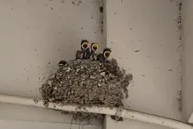 杭州一小区飞来近百只燕子……接下来的事，太有爱了图片