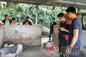 云南金平：养好“脱贫猪”致富有奔头图片