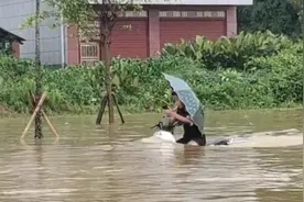 广西“淡定哥”骑车涉水还玩手机，融安消防：强行涉水极危险图片