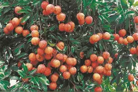 请收下这张周边摘果地图图片