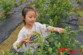 龙岩永定：蓝莓采摘正当时「组图」图片