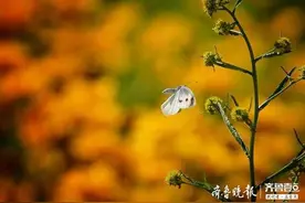 花丛中，一只蝴蝶在飞图片