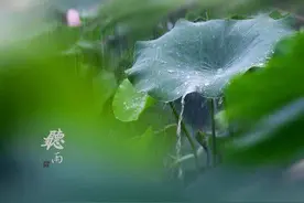 散文｜杜阳林：一生悲欢尽在听雨图片