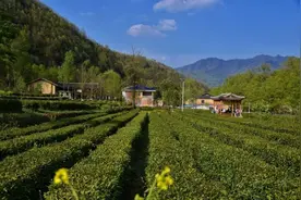 甘肃陇南 ￨ 青山绿水茶飘香 脱贫摘帽奔小康图片