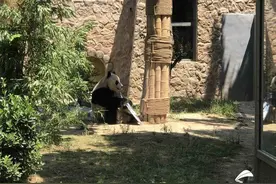 水果花篮蛋糕、长寿面！济南动物园大熊猫雅吉6岁生日派对超嗨皮图片