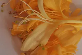 一枚蒜的成长，就是一枚生命成长的座右铭图片