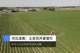 河北滦南：土豆花开夏管忙视频封面