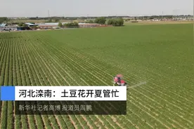 河北滦南：土豆花开夏管忙视频封面
