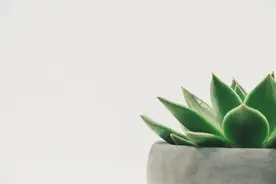 「悦读」成年人的快乐，从简单的小期待开始图片