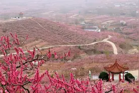 脱贫攻坚｜蒙阴：桃花源里的包村故事图片