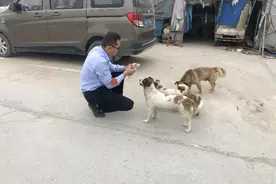 求助丨郑州一场区搬迁12只流浪狗无家可归，谁来领养？图片