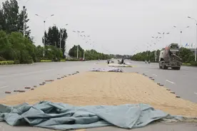 宽阔大马路 竟成晒麦场图片