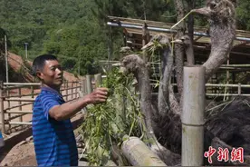 湖南娄底凤鸣谷里鸵鸟欢 特色养殖托起致富梦图片