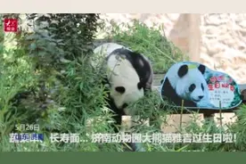 熊猫撸串、吃长寿面！看济南动物园大熊猫雅吉的生日大餐图片