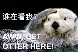 英语中的双关语：这些笑点，你get到了吗？图片