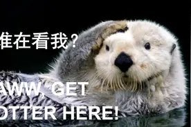 英语中的双关语：这些笑点，你get到了吗？图片