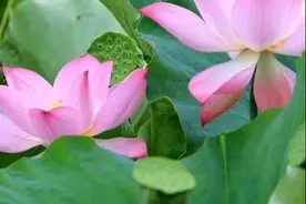 中药科普 | 初夏说莲图片