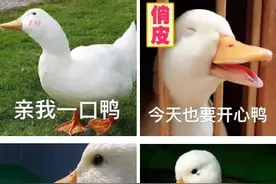 柯尔鸭：我们这届鸭子，已经不是道菜了图片