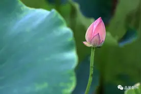 小荷才露尖尖角图片