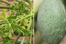 你吃的番木瓜，也许是科学家呕心沥血，用转基因技术挽救回来的图片