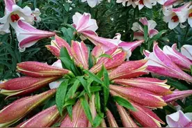 江西万载：“百合文化节”电力“守边防”图片