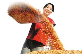 手中有粮，心中不慌图片