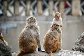 有意思，小猴在为自己的妈妈做头部按摩图片