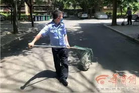 大狗在小区内“成群结队，横行霸道”西安三环内禁养烈性犬图片