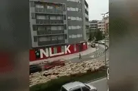 听说蒙古国送中国的3万只羊已经到了？图片