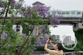 轨道列车与蓝花楹“相遇”美不胜收图片