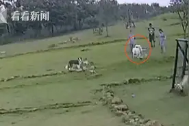 宠物犬“打架”男子劝阻被咬伤 狗主人却玩“消失”图片