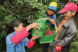 “马山杨梅”获国家地理标志保护图片