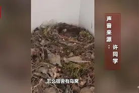 学生5个月没回宿舍柜子孵出4只小鸟：一直没用柜子，怕打扰它们图片