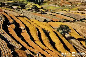枣庄：山乡麦田入画来图片
