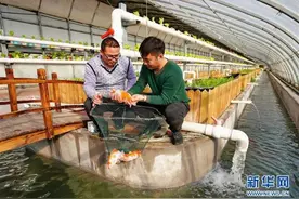“鱼菜共生”生态种养图片