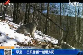 黑龙江大兴安岭：罕见！ 三只猞猁一起晒太阳视频封面