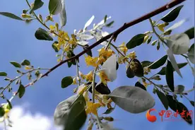 高台巷道镇：相约初夏 赏“醉”美沙枣花图片