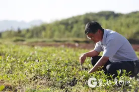 他把高山有机茶种到了海拔2000米图片