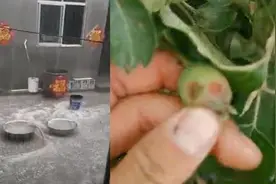 烟台遭冰雹突袭，部分苹果园几近绝产视频封面