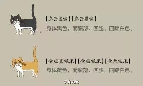 和这个17岁清代少女比起来，我们的撸猫方式都弱爆了