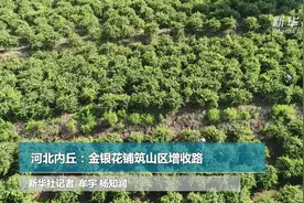 河北内丘：金银花铺筑山区增收路视频封面