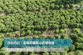 河北内丘：金银花铺筑山区增收路视频封面