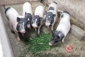 石坪村：养殖小香猪“拱开”致富门图片