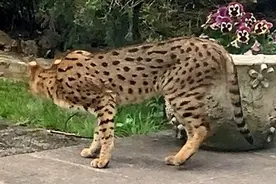 英国亿万富翁家中闯入一只“大猫”10余名警察围堵一夜未果图片