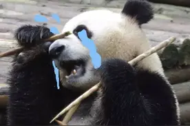 如何pei出好看的照片？熊猫拍照教学告诉你~图片