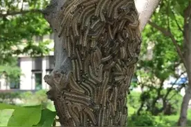 毛毛虫又出来烦人了！不必惊慌，园林管护部门已出手！出行停车请避开作业区图片